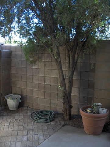 2nd image of 3521 E Palm Lane #N