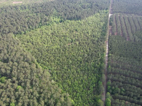 24.71 Acres-TBD Old Forreston Rd., Greeleyville, SC 29056