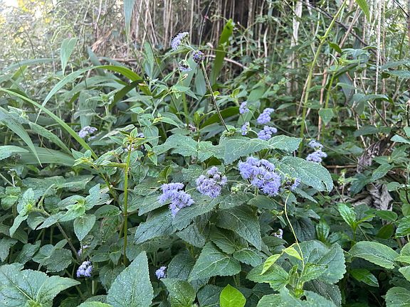 4th image of 14-3491 Plumeria Rd Lot 366