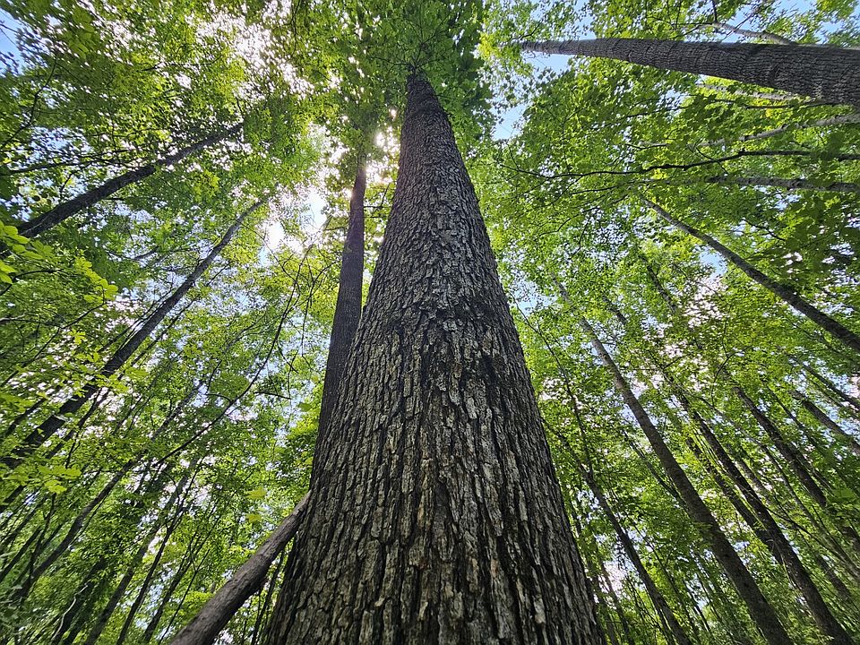 A white oak on the central portion of the property.