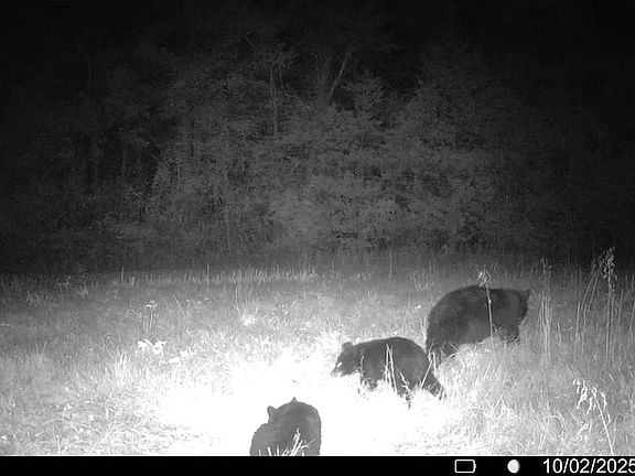 3rd image of Lick Fork Rd Lot Wp001