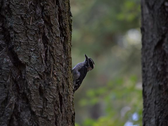 Woodpecker Guest