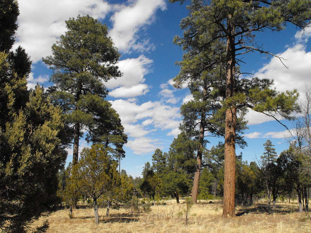 asu☆ adidas Mens NCAA ASU Arizona State Sun Devils #8 Football