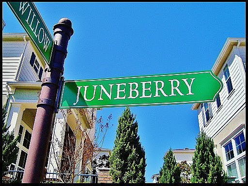 2nd image of 25 Juneberry