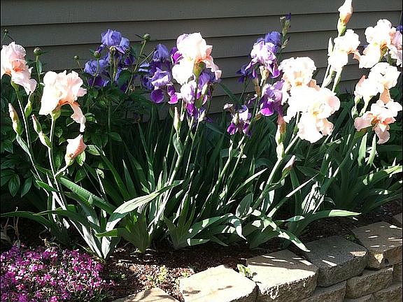 Perennial Raised Flower Bed