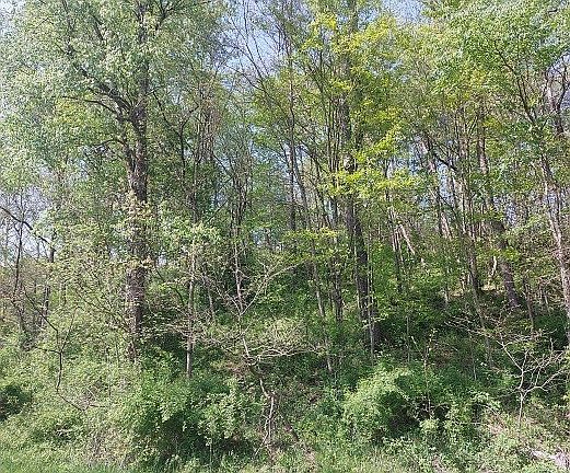 2nd image of County Road 40