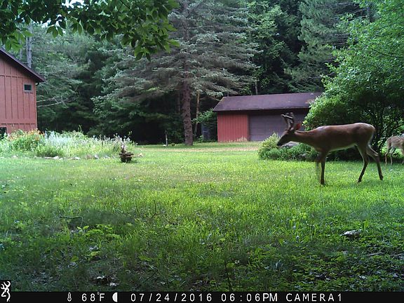 Side yard, lots of wildlife