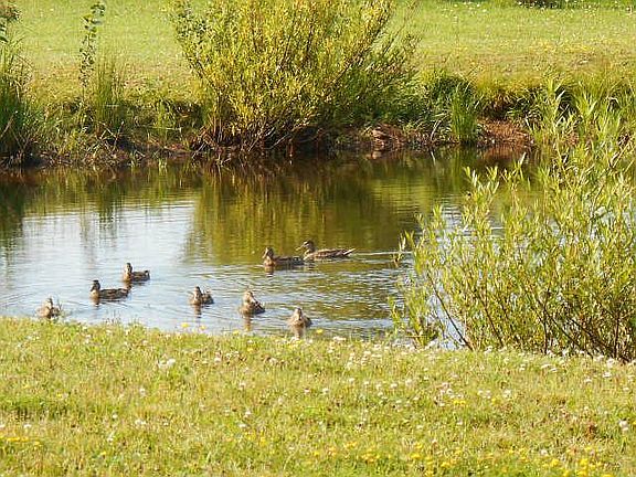 the pond in the front yard