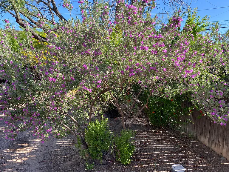 3041 E Loretta Dr — Photo 81