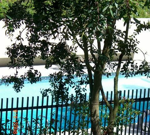 Swimming Pool in the back yard