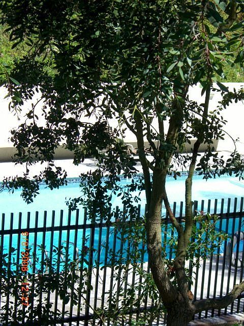 Swimming Pool in the back yard