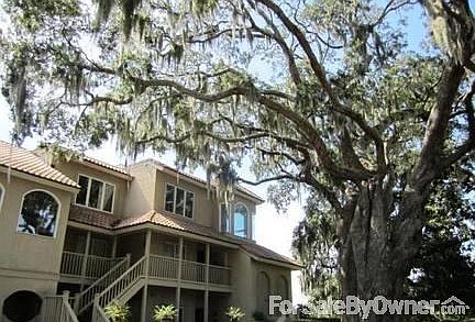 Live Oak Tree