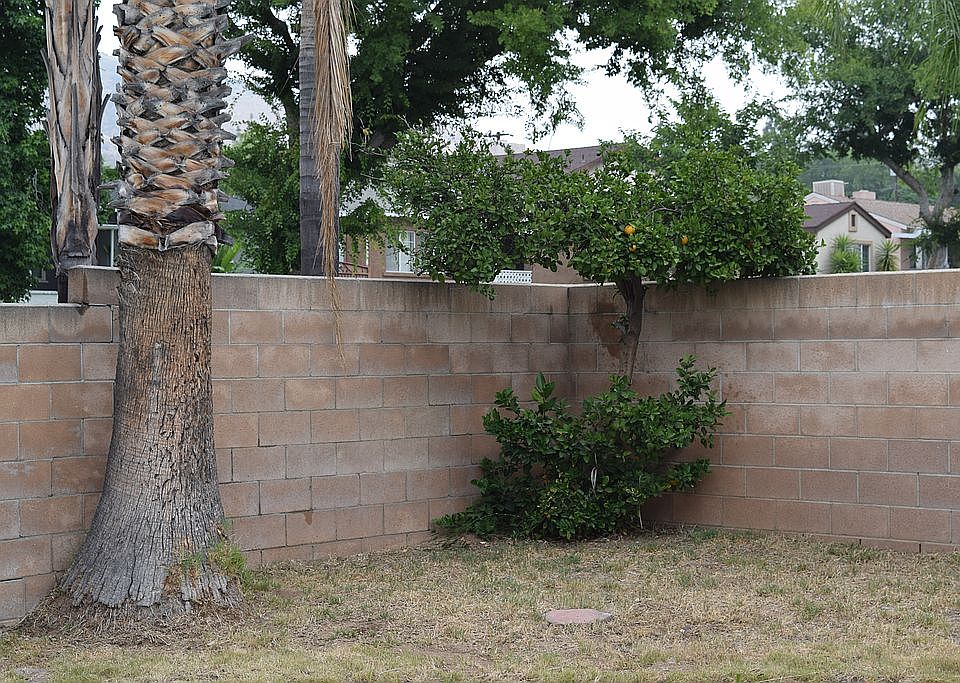 Fruit Trees in the Back !!