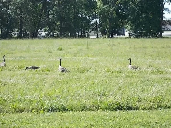 454 Beyers Lake Est, Pana, IL 62557