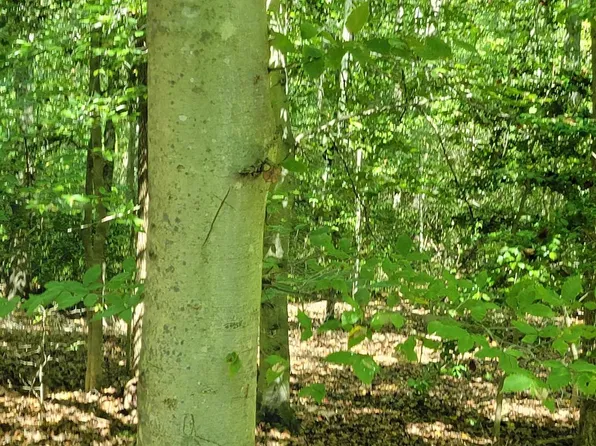 12448/12452 Ridge Rd, Lusby, MD 20657