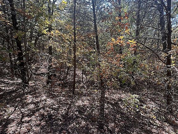 Woods backside of Property