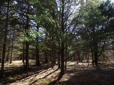 Johnson Rd, Kaleva, MI, 49645