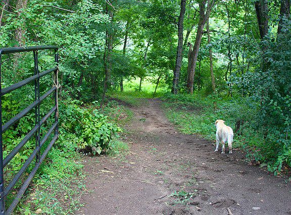 Wooded trails