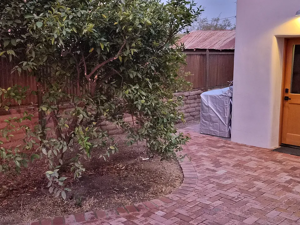 Valencia orange tree