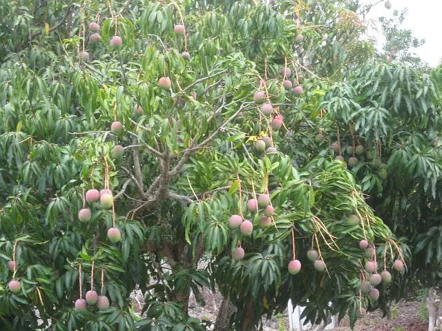 Mamalahoa Hwy — Photo 7