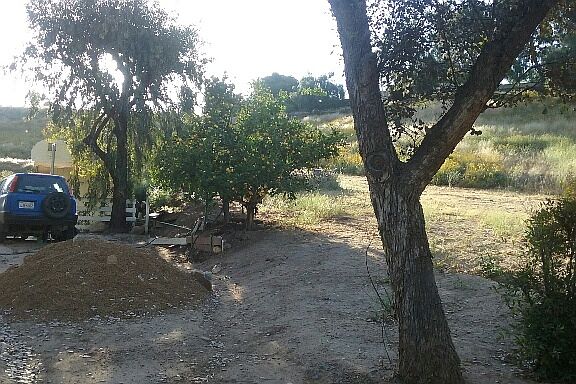 front yard lemon trees