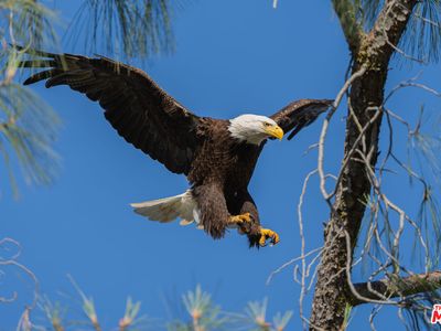 1 Blackhawk Dr, Coarsegold, CA, 93614