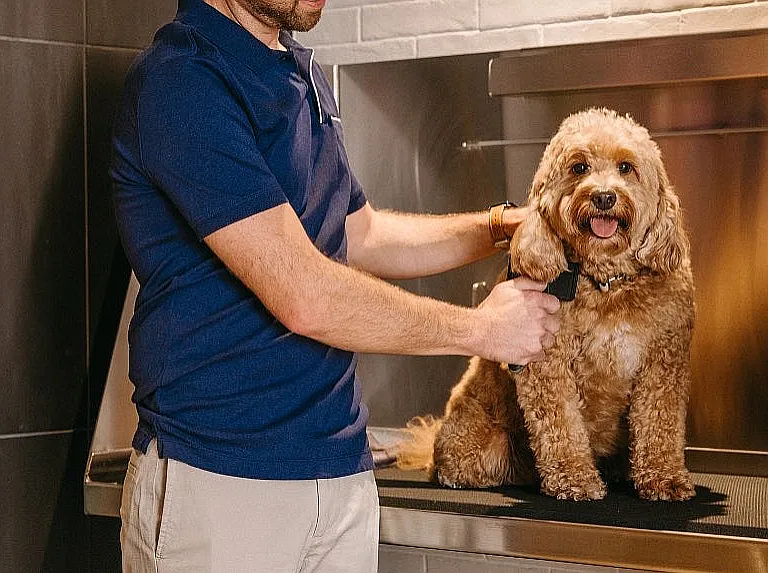 Treat your pup to a spa day in the Paw Spa at One Rangers Way.