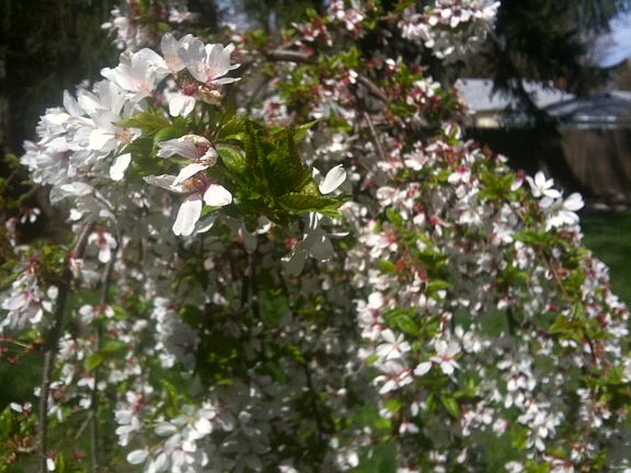 Asian tree in bloom 2008. 