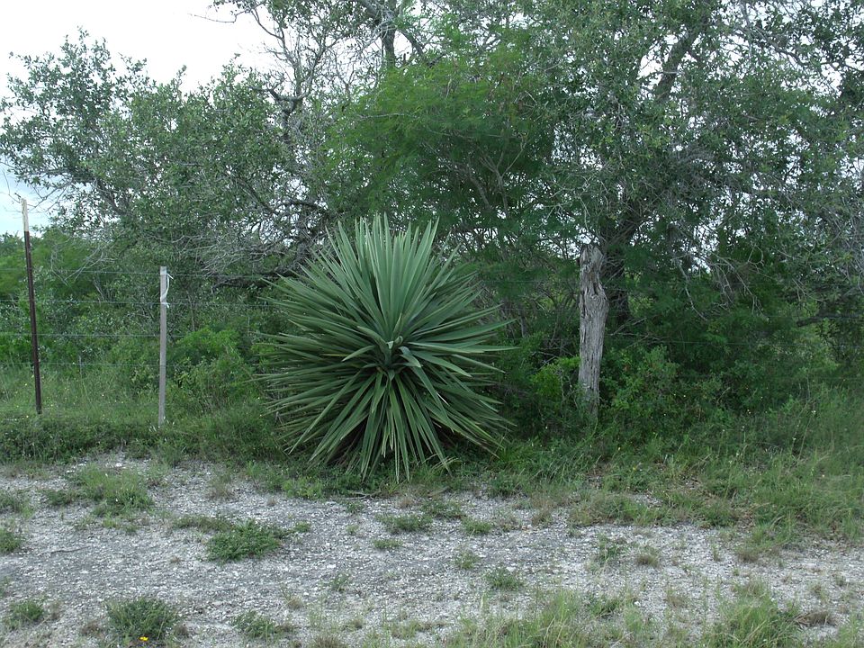 1st image of CR 121