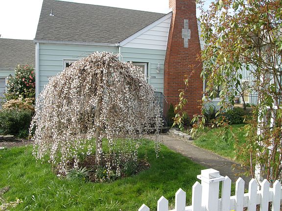 weeping cherry in bloom