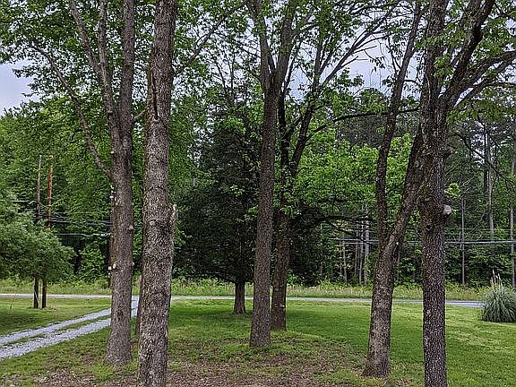 Mature trees on the property