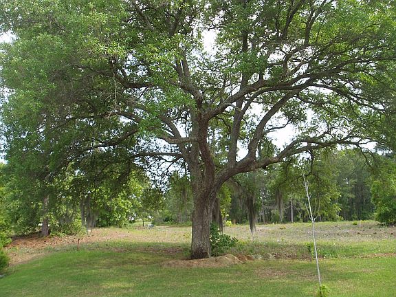 LIVE OAK TREE, REAR
