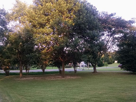 Frontyard