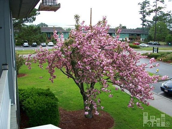 Cherry Blossom in full Bloom