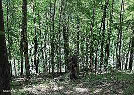 5th image of Driftwood Ct