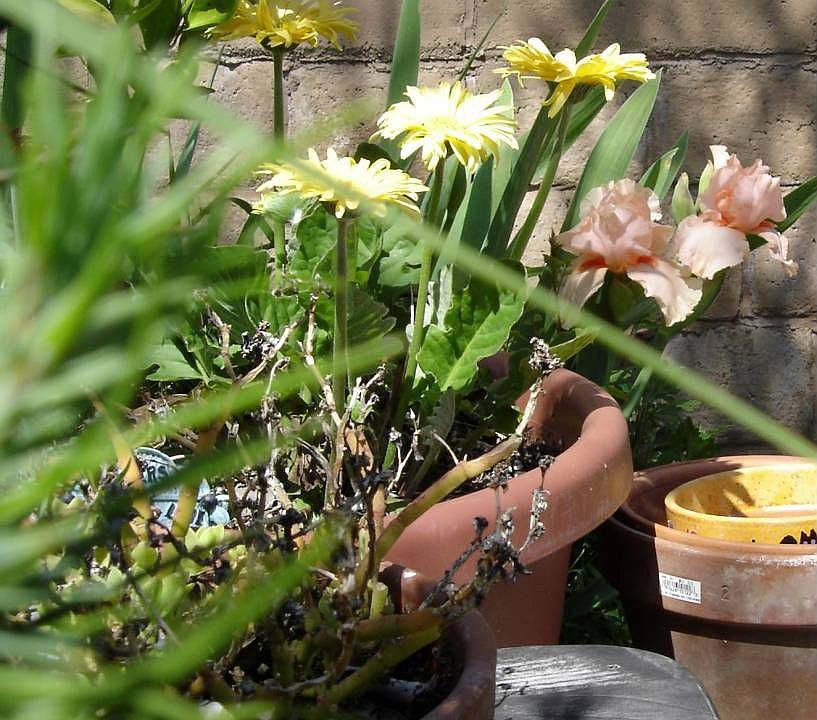 fron the kitchen window