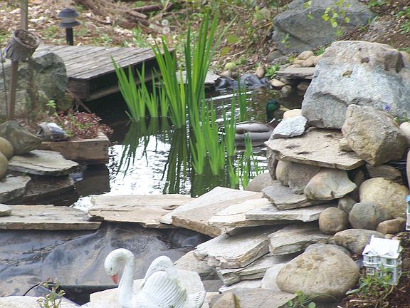 Back Yd Pond & WaterFall