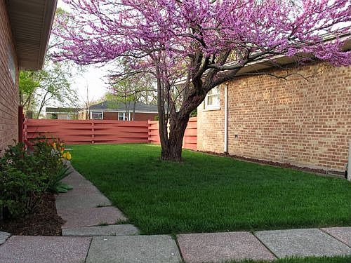 Fenced-in Yard with Red Bud Tree