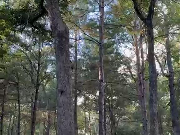 5th image of 26164 Grand Pines Rd #4-18D