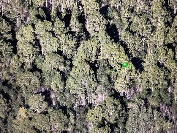 241 Volusian Forest Trl, Pierson, FL 32180
