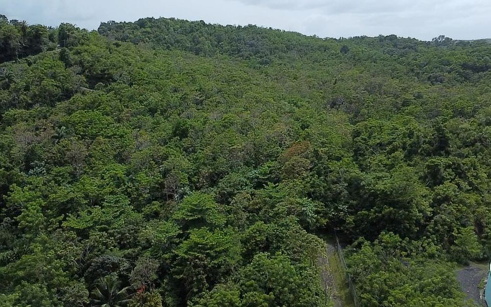 2nd image of Bo Hato Puerco Carr 185 Km 4 #Home 5