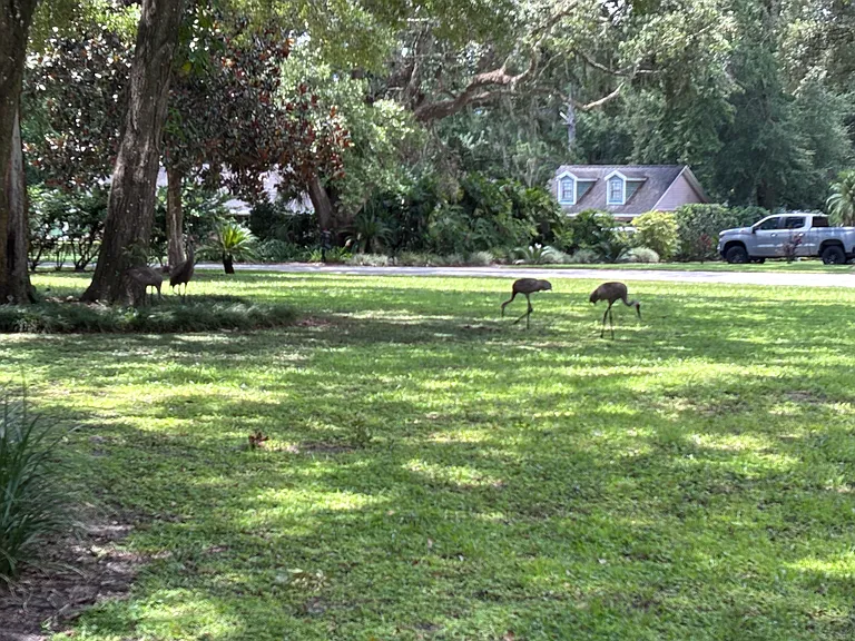 Sandhill cranes. Frequent visitors to the front yard.