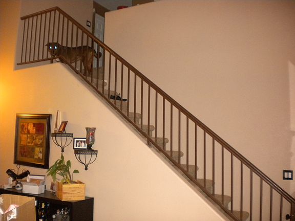 Stairs to bedrooms