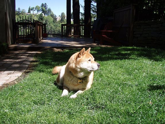 dog not included!