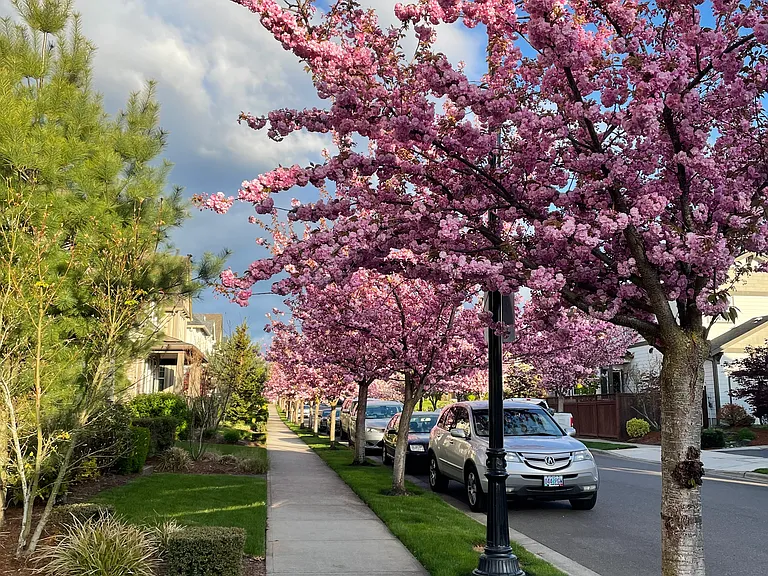 Orchid St Towards West