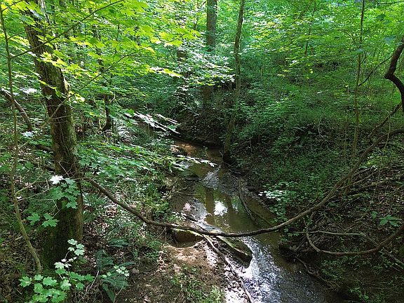 Underground spring creek.
