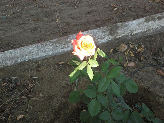 A first bloom of 16 rose bushes that line 41 ft porch