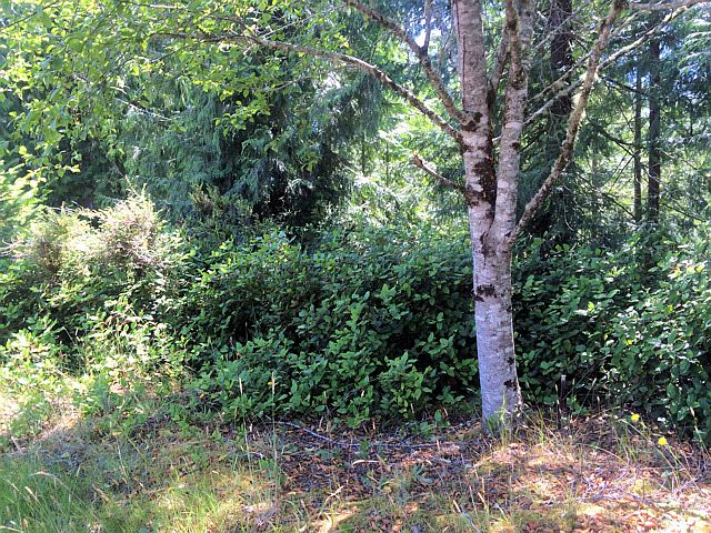 2nd image of Sea Forest Way