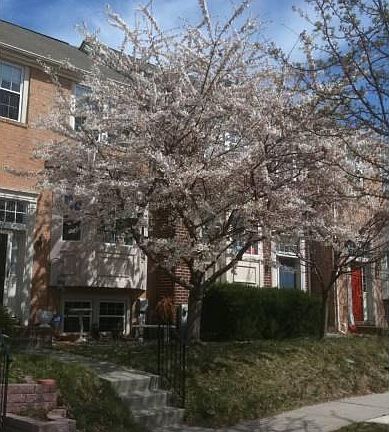 Cherry Tree
