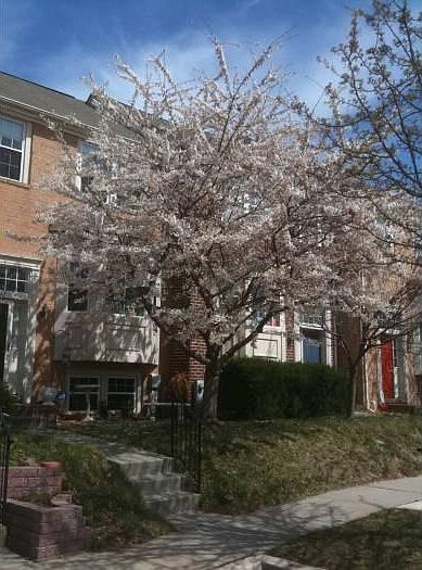 Cherry Tree